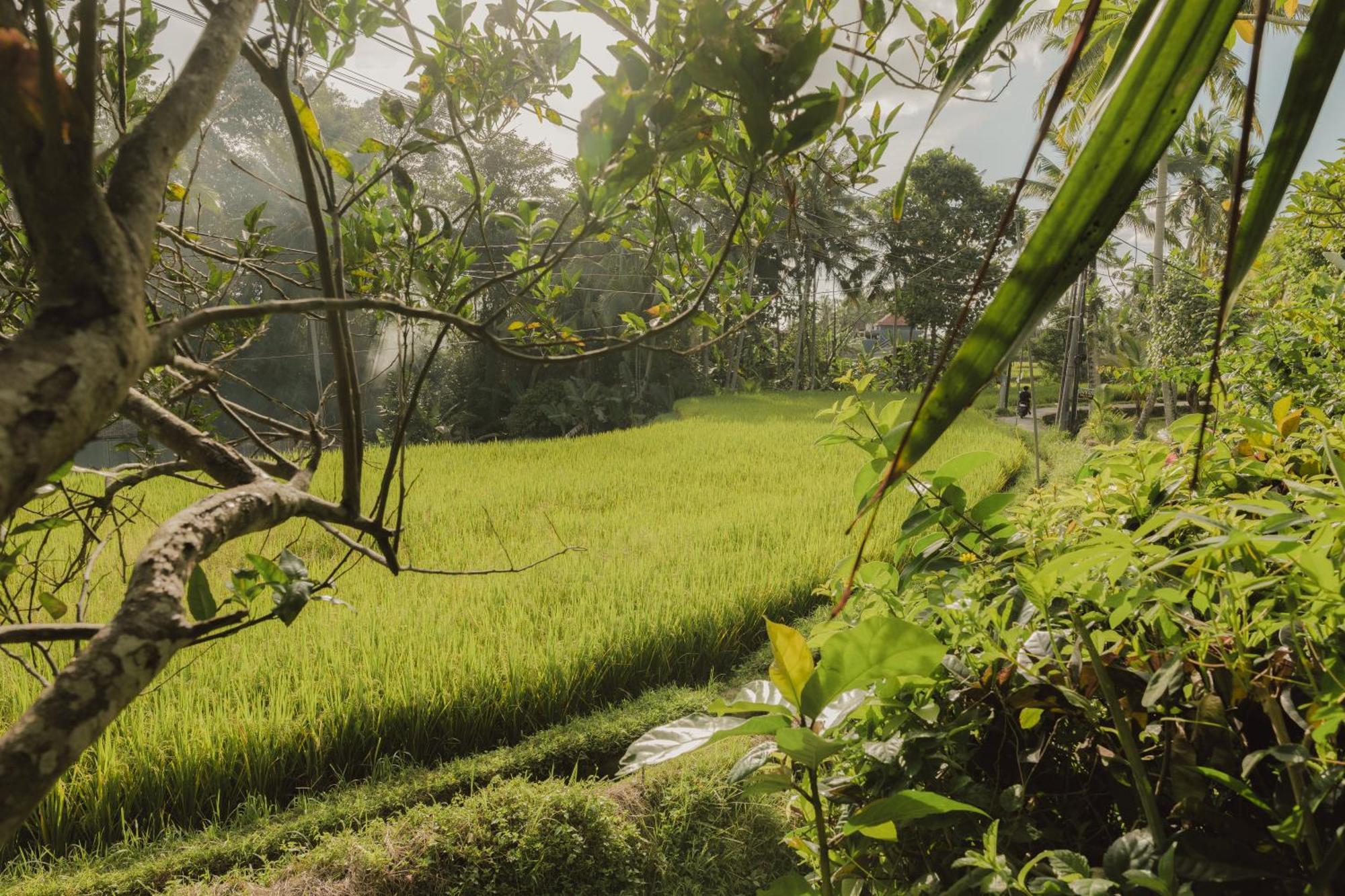 Villa Lumbung Ubud Dış mekan fotoğraf